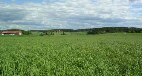 EFFEKTTABELL FÖR OGRÄS I VALL Effekttabell för ogräs i vall Klöverfri skyddssäd Klöverhaltig skyddssäd Gratil Primus Starane XL Tooler Express 50 SX Klöver 3 4 5 4 1* Syror 5 3 4 3 3 Hundloka 3 2 3 2