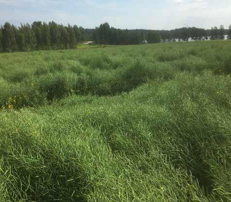 RAPSENS ODLINGSPROGRAMFÖRSÖK Rapsens odlingsprogramförsök 3100 2900 2700 Odlingsprogramförsök med raps, Lantmännen Agro försöksgård, Hauho 2017 2500 2300 2100 1900 1700 1500 Majong min Majong VO