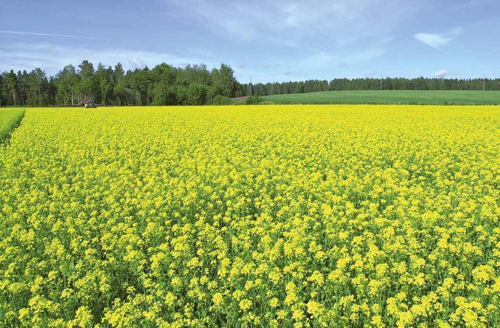 OLJEVÄXTER DK IMISTAR CL är Clearfield-metodens höstraps Hybrid Vinterhärdig Halvdvärgsort DK Imistar CL är en höstraps av halvdvärgsort.