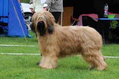 ytterligare muskler och mera fasthet Mycket bra temperament Exc junklkv 1 junklkk SHOW STOPPER MORAVIA CAMPANELLA, f.