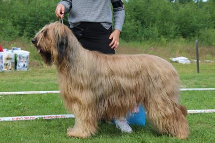 Västerbottens KK/Vännäs 2015-06-13 Domare: Gunnar Nyman ACCALON CORNETTO CLASSICO, f.2013-07-07, Ägare: Christina Adolfsson, Vännäsby 18 mån. Ok. Storl. & prop. Acc. Bett Tillr.