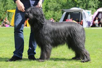 bra Bra päls & färg Exc chklkv 1 chklkk CK 1 btkl BIM Södra Älvsborgs KK/Borås 2015-06-27 Domare: Maija Tuula Tammelin GREEN PONDS KEENSIGHTED KIIRAS, f.