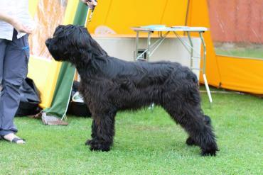 kropp Låga hasor Dubbla väl förbenade sporrar Fin herdekrokssvans Varm fawnfärg Gethårs struktur Exc öklkv 1 öklkk CK 1 btkl CACIB BIM LPI LPII NEW STAR IS BORN MORAVIA CAMPANELLA, f.