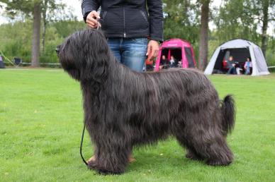 KORAD DK CH HIPPIE ROYALE TIO CARLOS, f. 2009-05-06, Ägare: Annika Bylin, Upplands Väsby 6 årig rejäl snygg hane av utm. prop. höjd/längd Härlig könsprägel Fin parallellitet i huv. Korr.