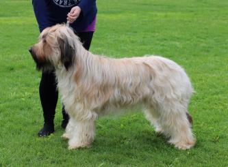 linjer Välburna öron Mellanbruna vackra ögon Bra nostryffel I alla detaljer tilltalande hanhund Bra svans Korrekta sporrar Utmärkta rörelser Exc chklkv 1 chklkk CK 1 bhkl CACIB BIM LV JW-14 CIE DK CH