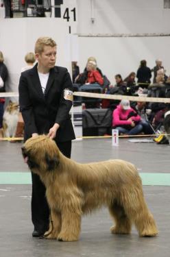 Dubbla sporrar väl förbenade lågt sittande Intyg Exc vetklkv 1 vetklkk CK 1 vetkl 2 bhkl BIR-VETERAN CIE KORAD LPI EAU DE LUXX EXXTRA OF ME-MORR-Y, f.