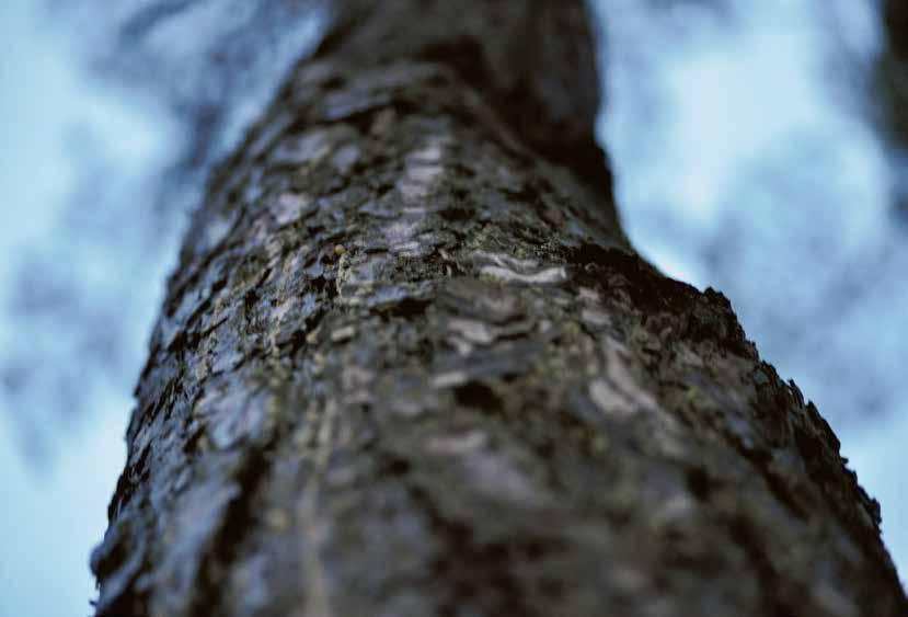 Modern vedeldning är bekväm, elda endast en gång per dygn GLÖM ALLT OM GAMMALDAGS VEDELDNING Med en modern anläggning från Värmebaronen har du jämn temperatur i huset, gott om varmvatten och