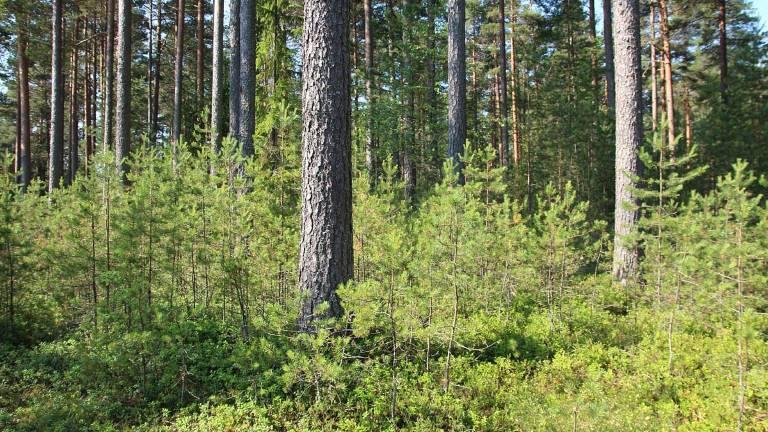 Måndagen den 8 maj: Naturseminarium om hyggesfritt skogsbruk Vid Fällan Hallingstorp, Tranås. Samling kl 18:00 vid Säby kyrka, varefter vi tillsammans åker till platsen.