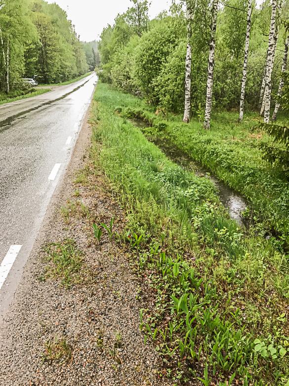 Beskrivning av metod Undersökning av groddjursvandring utfördes längs den berörda sträckan av Segersängsvägen för att studera var groddjuren passerar vägen under vandringen till lekvattnet.