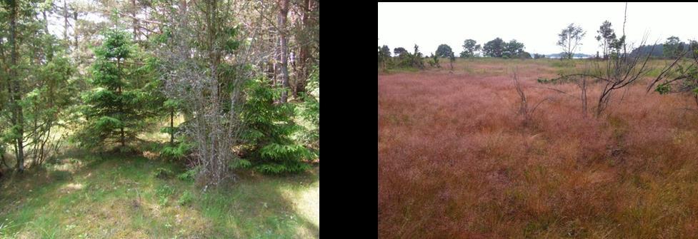 LÄNSSTYRELSEN STOCKHOLMS LÄN Uppföljning av restaurerade gräsmarker 2011 och 2015 Life+ GRCE projektet i Stockholms län Hans lexandersson 2016-06-20 Life+ projektet GRCE (Grazing and Restoration of