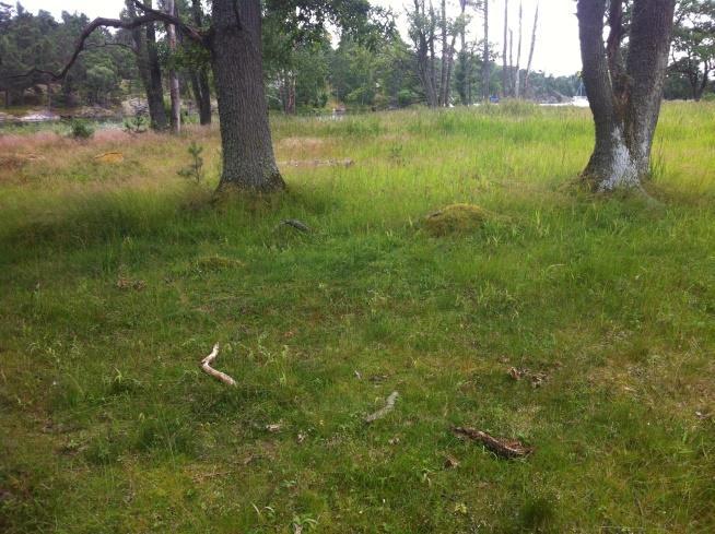 De låglänta södra och sydvästra partierna av Ängsholmen har historiskt utnyttjats som äng där man tog hö som vinterfoder för boskapen. Ängsbruket varade en bit in på 1900-talet.