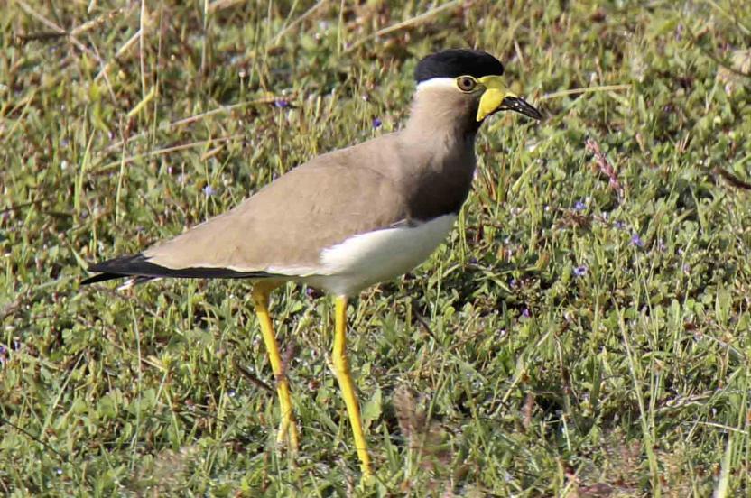 Yellow-wattled Lapwing Red-wattled Lapwing Yellow-wattled Lapwing Vanellus malabaricus (Gulflikvipa) 6 ex Udawalawe NP 11/3. Red-wattled Lapwing Vanellus indicus (Rödflikvipa) 7 ex Udawalawe NP 11/3.
