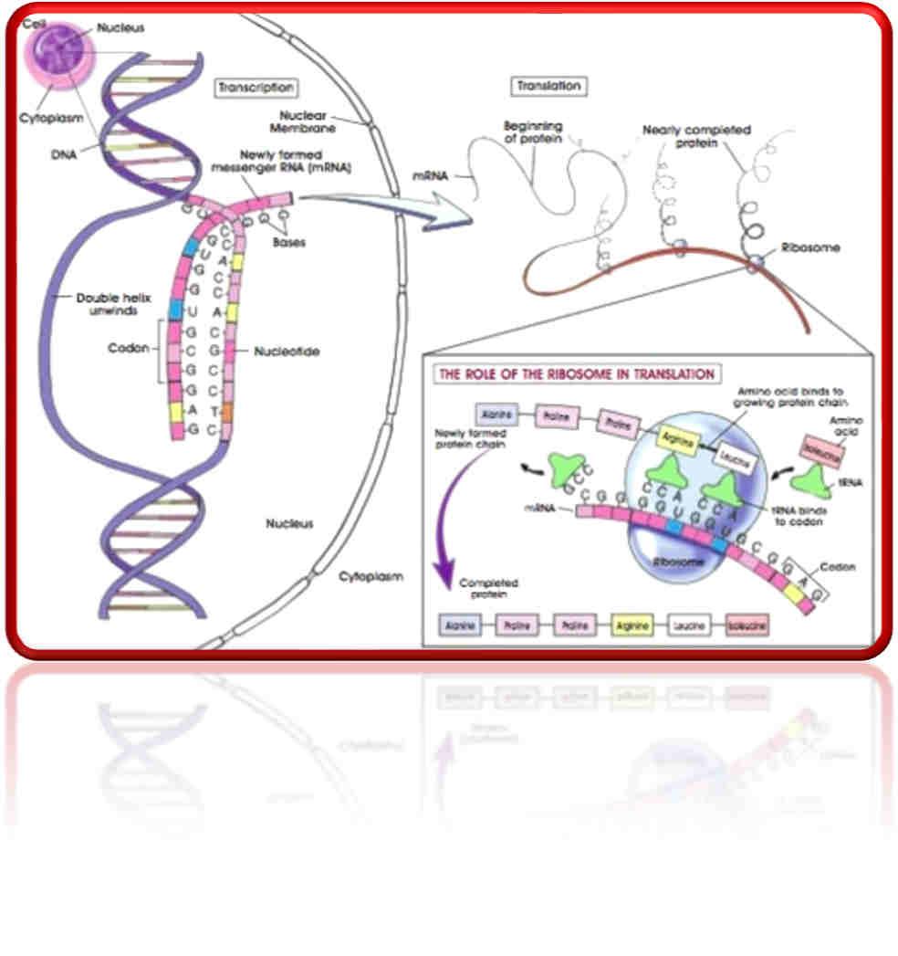 3. Proteinsyntes Vi äter proteiner varje dag, och de är livsnödvändiga för oss människor. Ett protein är uppbyggt av aminosyror.