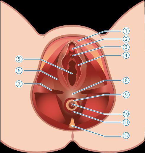 1. Blygdben 2. Klitoris 3. Urinrör 4. M bulbokavernosus 5. Slida 6. M puborektalis 7. M transversus perinei 8. Perinealkropp 9. Intern sfinkter 10. Anus 11. Extern sfinkter 12. Svanskota Figur 1.