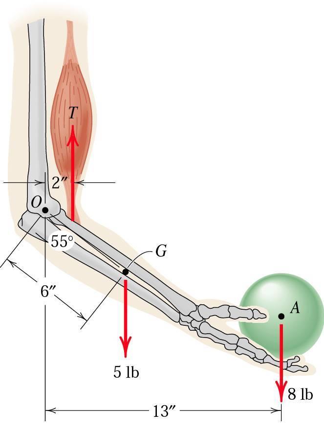 Exempel: Delar av en underarm visas i figuren. Underarmens massa är 2.3 kg med tyngdpunkt vid G. Bestäm det totala momentet runt armbågen vid punkt O från underarmens vikt och 3.6 kg:s kulans vikt.