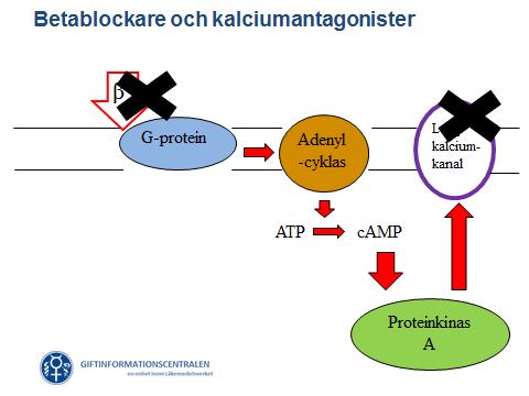 Direkt inotropi Tilltagande inotrop effekt utan ökat glukosupptag i doser >0,5 E/kg/timme (Reikeras et al, Clin Physol, 1985.