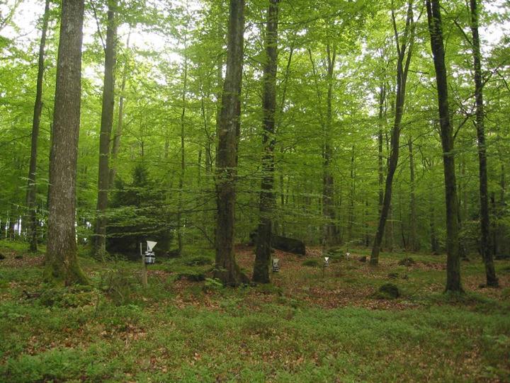 Komperskulla (K 11): Yta med 87-årig bokskog i nordvästra Blekinge.