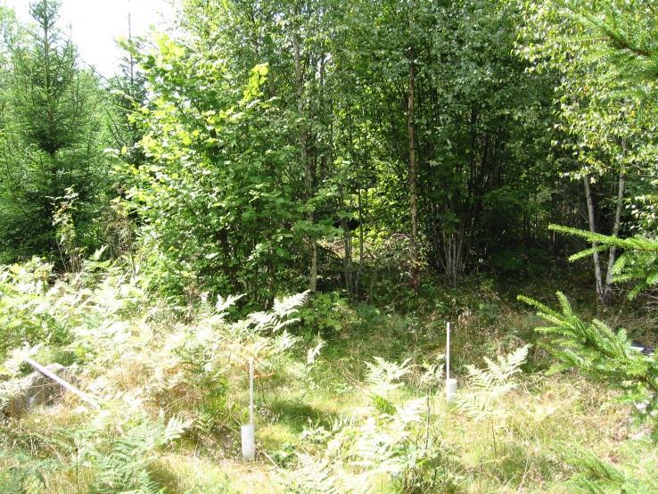 Kallgårdsmåla (K 10): Detta är en före detta granyta i nordöstra Blekinge, där den 74- åriga skogen avverkades i