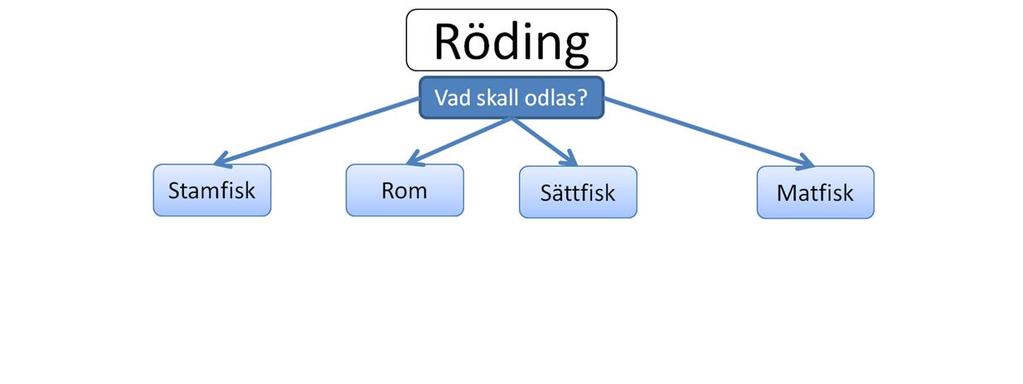 Röding odlas ofta till matfisk. För detta, och för olika typer av utsättningar i naturen behövs sättfisk, som i sin tur härrör från stamfisk och rom.