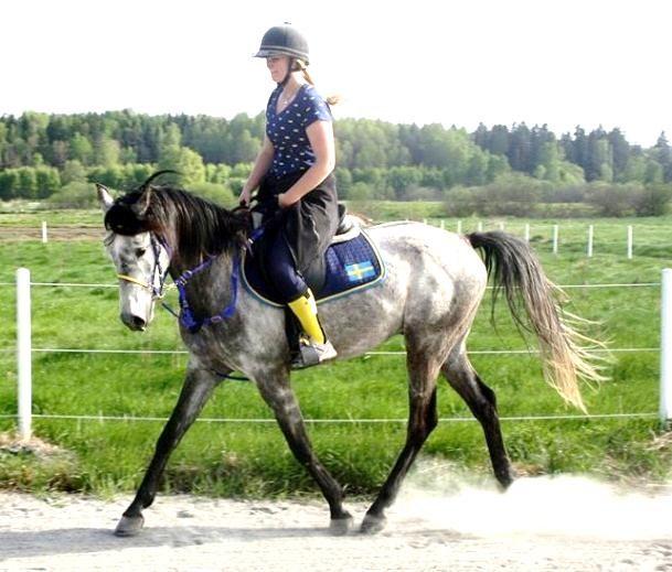 Zigard Jalaam (GB) Forzycja (SE) Barif (ES) Jaiba (ES) Saturn (PL) Forteca (SE) Valack, Arabiskt Fullblod, fo dd 2007 Uppfo dare: Grethe Carstensen, Danmark Tra nare: Ryttare: A gare: Ingrid Bostro m