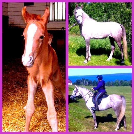 Benindjih Bayard (SE) Red Baron (SE) Elfrida (SE) Djinah Gomir (SE) Dariba (SE) Sto, Arabiskt Fullblod, fo dd 2008 Uppfo dare: Ire ne Friederich, Stall Marielund Tfn. 070-00 241 87, e-post: Irene.