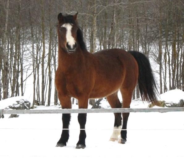 Cross (SE) Granit (SE) Cosmetyca (SE) Bottorps Vigge Flis Va skan (SE) Leik Kvik (NO) O sby Junga (SE) Valack, Arab/Kallblodstravare, fo dd 2008 Uppfo dare: Sabina Rapp Tfn.