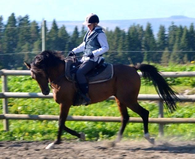 Pamir (SE) Mahir Nadejni (SU) Preria (SU) Andromidha (SE) Elcatero (SE) Algia (SE) Valack, Arabiskt Fullblod, fo dd 2008 Uppfo dare: Gunmarie Ode n Falkelind Tfn.