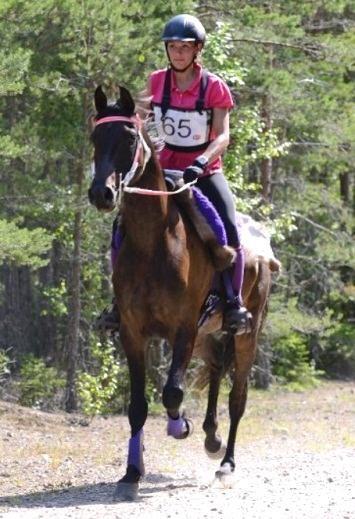 Black Turbo (US) NV Beau Bey (US) Black Silk (US) TS Coyote TS Cimadonna (SE) Pakistan (SE) Cindy (SE) Valack, Arabiskt Fullblod, fo dd 2008 Uppfo dare: Turbo Star Arabians Tfn.