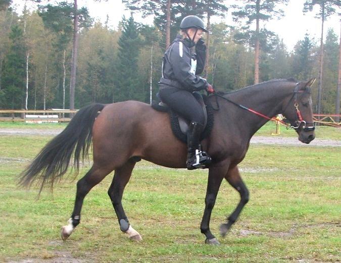 Min Pontijack Gimmick (SE) Tets Raggie (SE) Ghazal (SE) Galadriel (SE) Shan Rags (NO) Min Tetis (SE) Valack, Arabiskt Fullblod/Varmblodstravare, fo dd 2007 Uppfo dare: Eleonore Sjo lund Tfn.
