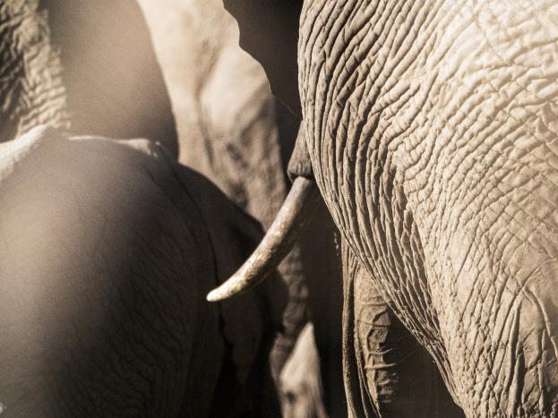 Intensiva dagar Denna fotoresa till Masai Mara varar i 6 dagar. Jag har lagt upp ett intensivt schema för att du ska få ut så mycket som möjligt av din fotografering.