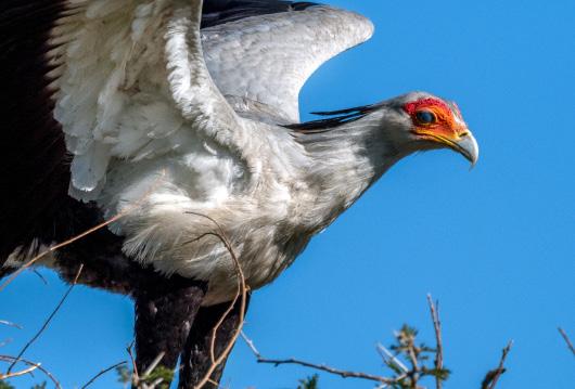 Sekreterarfågel i toppen av ett akaciaträd. Djur- & fågellivet Fokus på denna fotoresa till Kenya och Masai Mara är bilderna snarare än själva arten vi fotograferar.