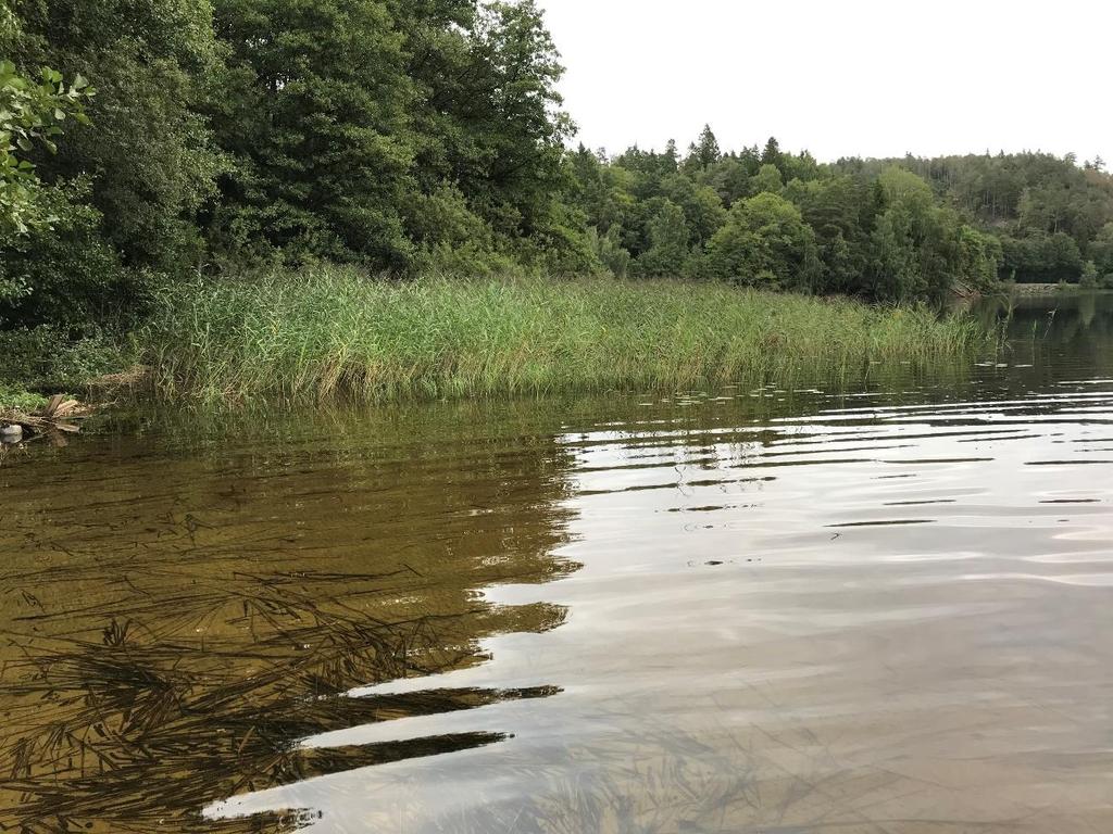 Området var svårinventerat på grund av den rikliga förekomsten av bladvass Phragmites australis (se figur 3).