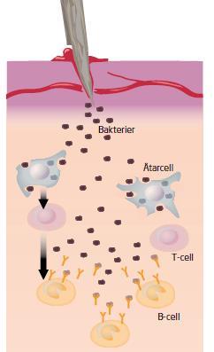 T-celler och B-celler Om bakterier kommer in genom ett sår går immunförsvaret snabbt till motangrepp. Först kommer ätarcellerna. De äter bakterier tills de spricker och dör.