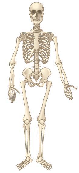 6.6 Skelettet Skelettets funktion: - Stadga - Rörelseförmåga - Skydd för inre organ Består av 206