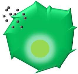 nanosphere, nanorod, nanobelt, nanowires, nanodisc, nanocube, nanostar