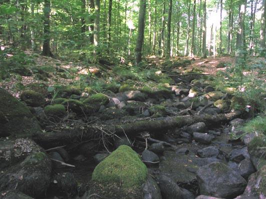 Biologiska undersökningar i 30 Vattensystem: Vattendrag/läge: Provpunktsbeteckning: Helge å Bäck från Filesjön Koordinater x: 6220809 y: 1368781 Kommun: Hässleholm Platsbeskrivning: Provdatum: