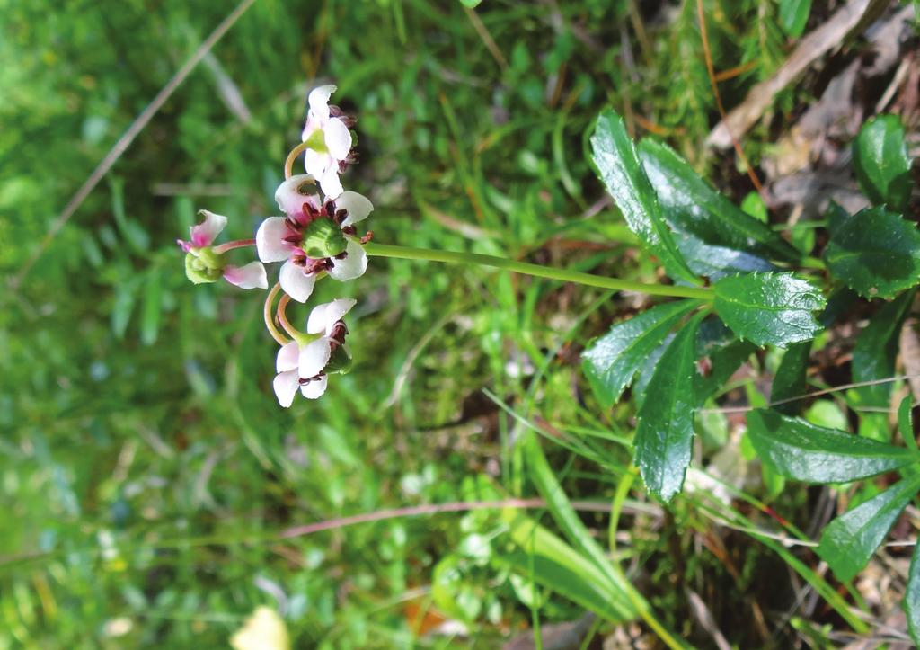 Calluna