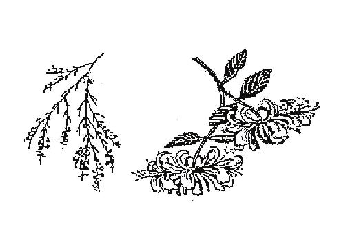 Calluna Utgiven i samarbete mellan VÄSTERGÖTLANDS BOTANISKA FÖRENING och BOTANISKA FÖRENINGEN I GÖTEBORG Redaktör: Birgitta Herloff Ansvarig utgivare: Gösta Börjeson ÅRG.