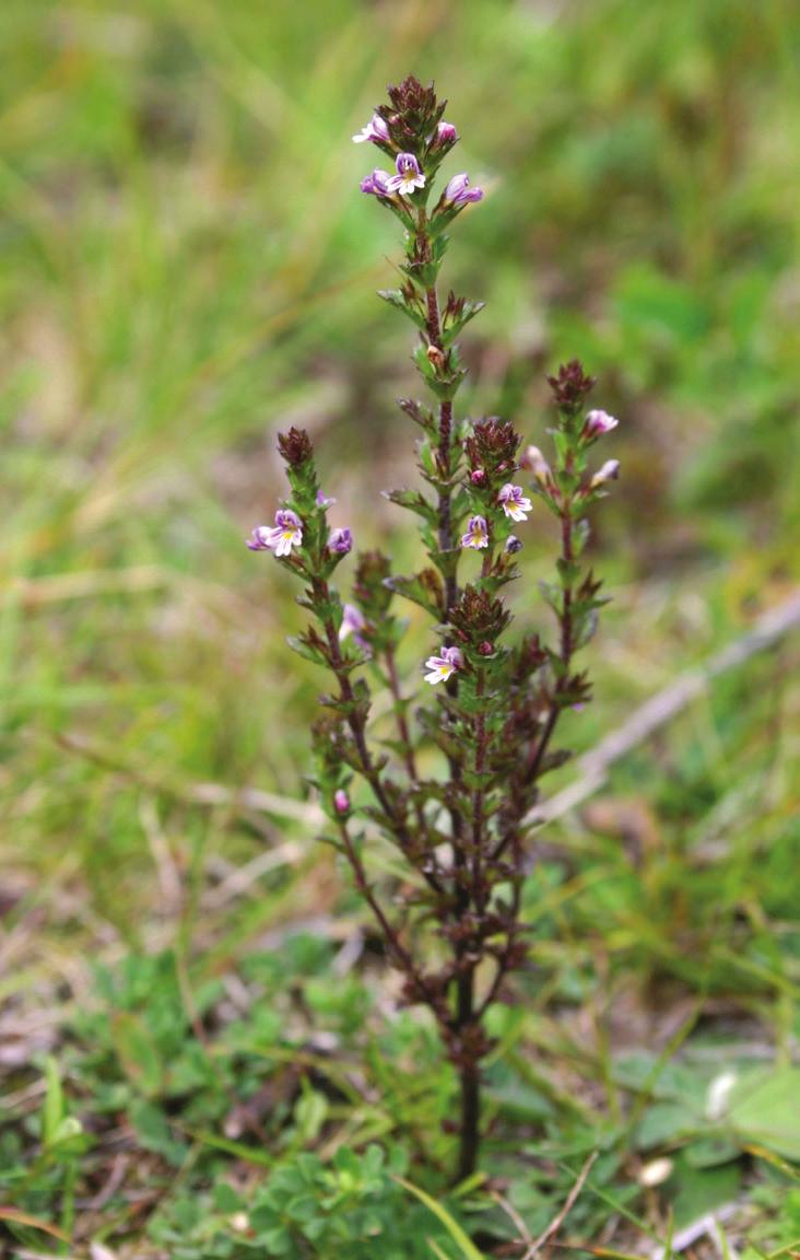 CALLUNA 31(2) 2014 Kunskapsbrist DD Antennaria dioica, kattfot Ursprunglig och allt mer sällsynt i torra, ogödslade betesmarker, hällmarker och gräsmarksrester.