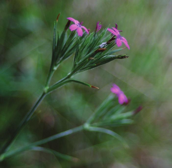 (1216) Härryda, Björketorp sn, Vadets gd 100 m SSV om, 2013-06-08, 130 plantor/kloner, ESa Ulricehamn, Härna sn, Lyckebo, 2013-06-27, 50 plantor/kloner, ARS Cypripedium calceolus, guckusko