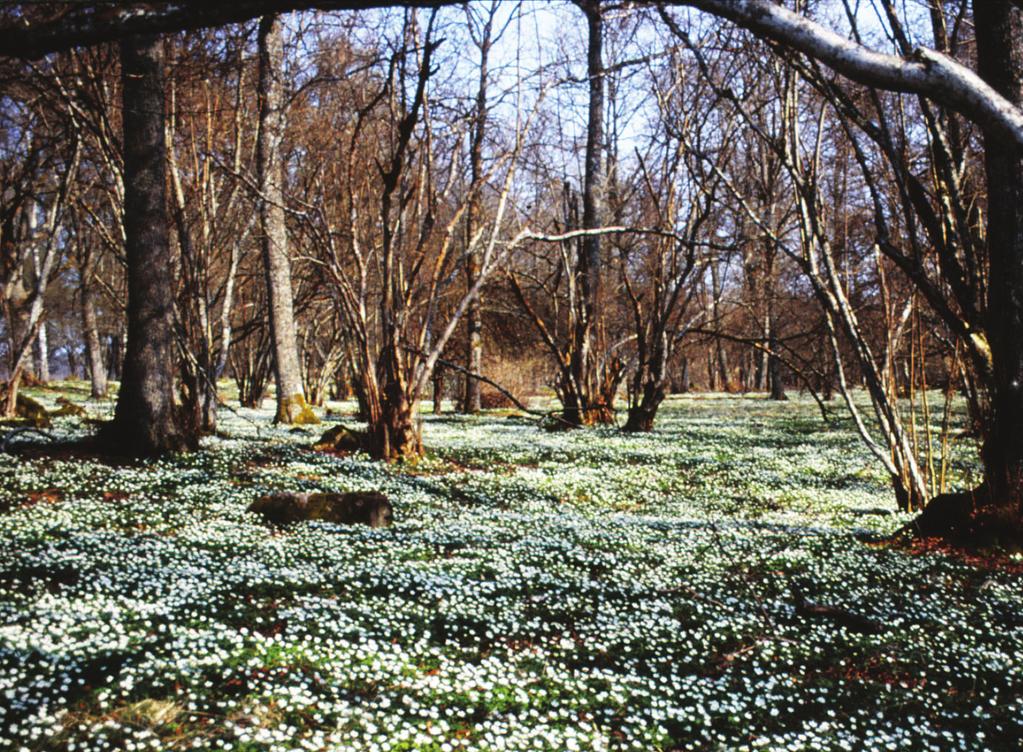 CALLUNA 31(2) 2014 Redaktören har ordet Birgitta Herloff Skepparegången 6, 413 18 Göteborg, birgitta.herloff@gmail.