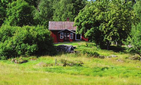 CALLUNA 31(2) 2014 Grinnsjö Foto: Anders Bohlin Han hade ju både varit en av grundarna till föreningen och huvudförfattare till Västergötlands Flora.