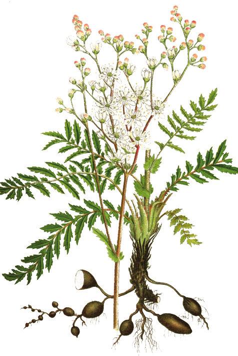 Botaniska minnen CALLUNA 31(2) 2014 Birgitta Herloff Skepparegången 6, 413 18 Göteborg, birgitta.herloff@gmail.com Pappa kallade alla blommor sippor.