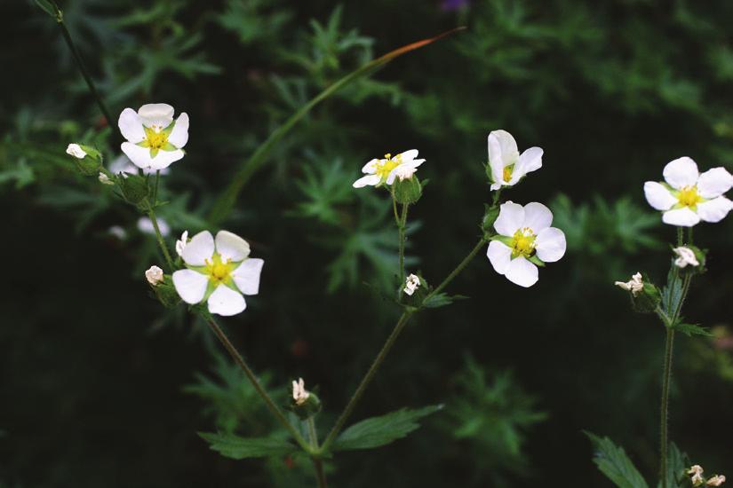 årsmöte 2013 Floraväktarträffarna och årets