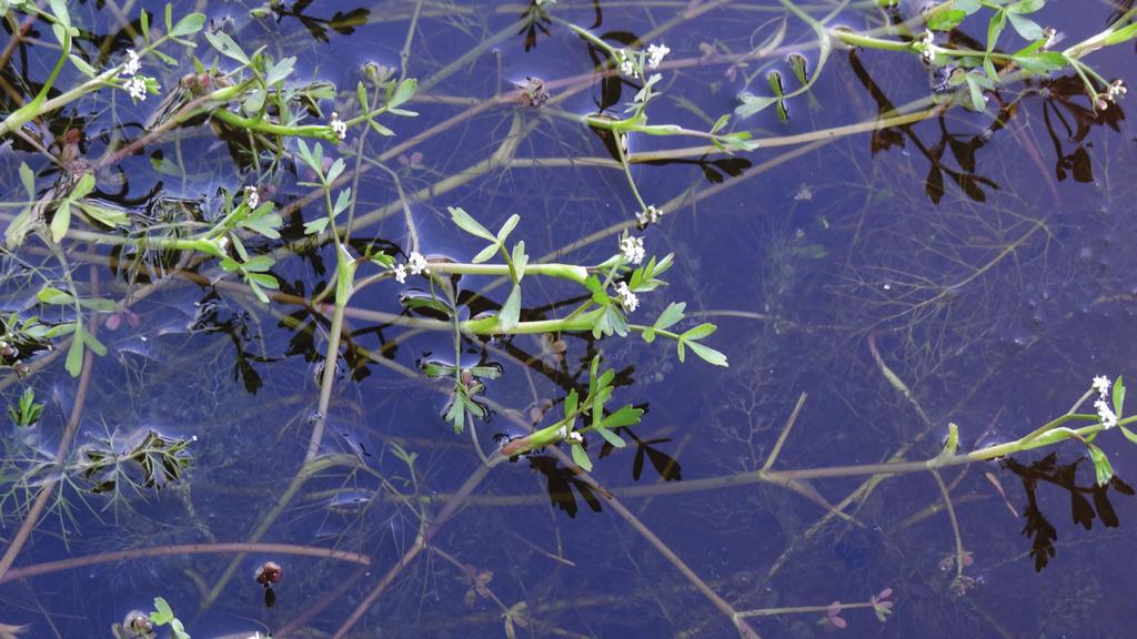 CALLUNA 31(2) 2014 Krypfloka noterades senast 1998. Ut och leta! Foto: Evastina Blomgren Stipa pennata, fjädergräs SVERIGEANSVAR Ursprunglig och kalkgynnad stäppängsväxt.