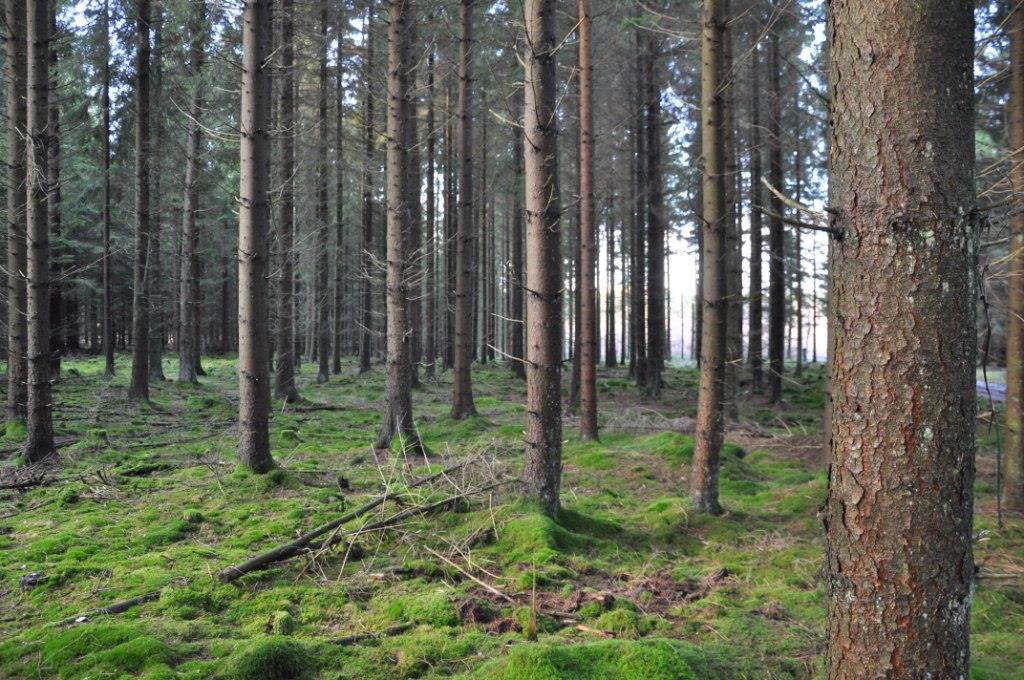 Egen bommad väg och bra drivningsförhållanden. Viltslag i området bl a dovhjort och vildsvin.