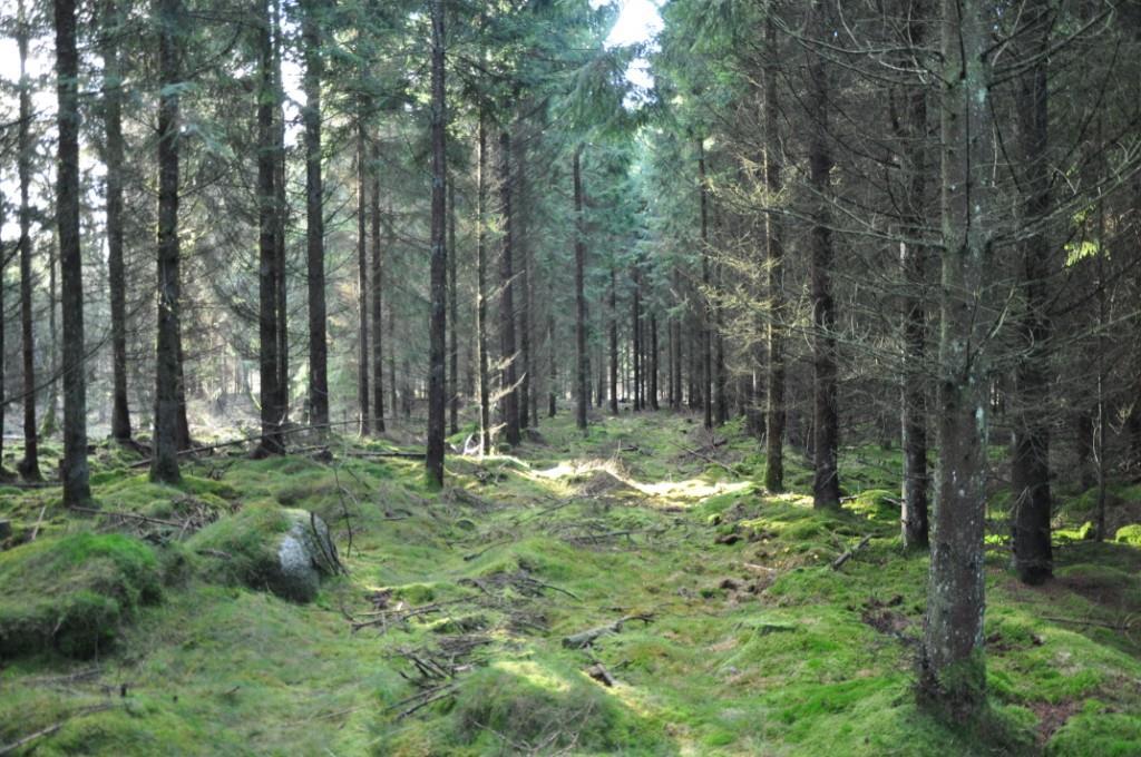 Eslöv Billinge 20:3 Eslöv Billinge 20:3 Om fastigheten Typ: Skogsfastighet, byggnadsfri Virkesförråd: Ca 3 840 m³sk Mark: 21 ha