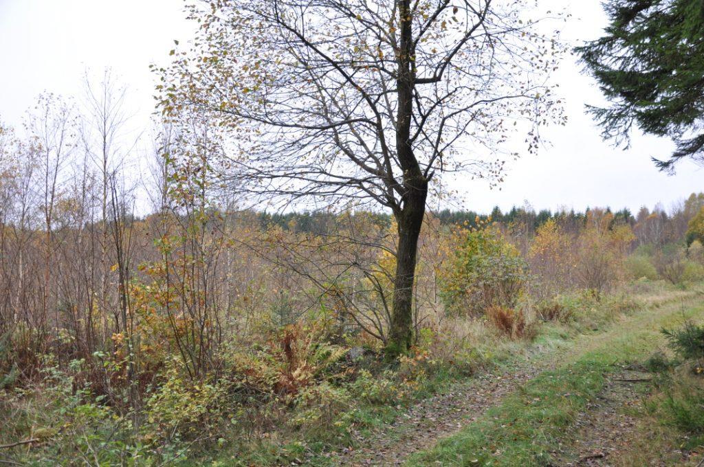 Eslöv Billinge 20:3 Om Skog & Lantbruk Skog & Lantbruk är ett rådgivningsföretag som arbetar med följande tjänster inom jord och skog: - Fastighetsförmedling - Generationsskifte -