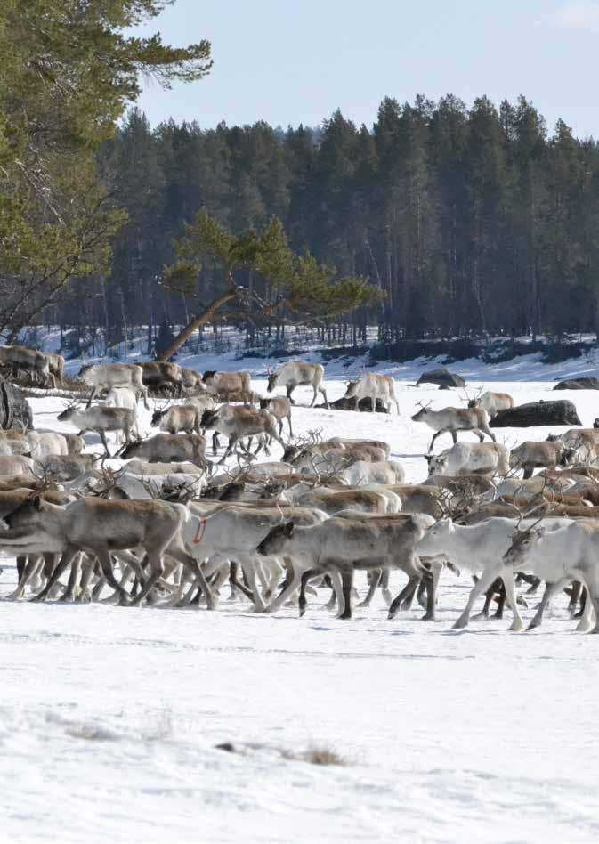 Projektet har knutit ihop Sverige och Norge på ett nytt sätt Viktigt att djuren får sin betesro Pär Mikael Åhrén är ordförande i Ohredahke sameby.
