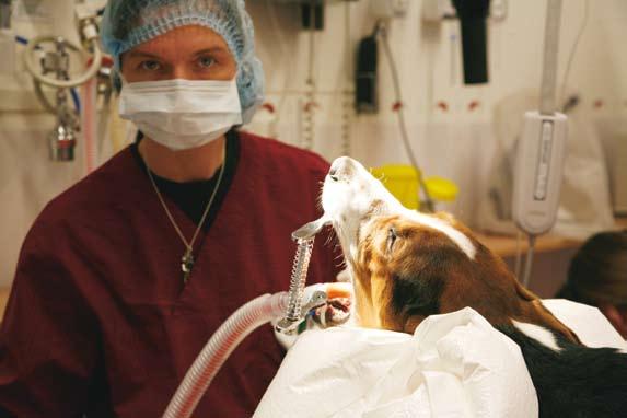 10 Kirurgi och stationärvård Många djur kommer till oss för olika typer av operationer.